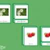 Images classifiées cycle fraisier