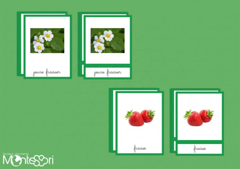 Images classifiées cycle fraisier