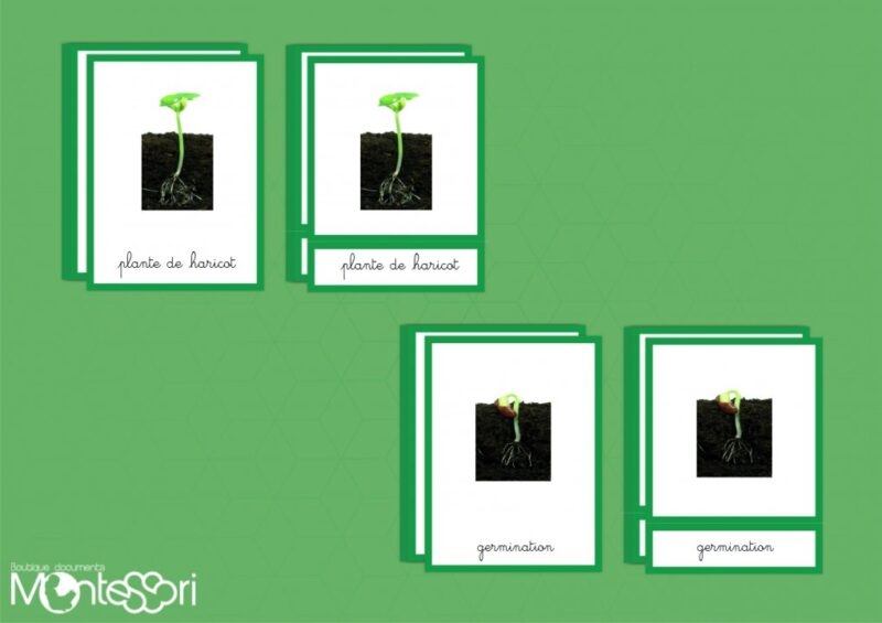 Images classifiées cycle haricot - image réelle