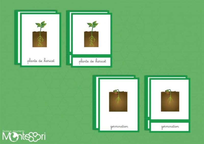 Images classifiées cycle haricot - image vectorielle
