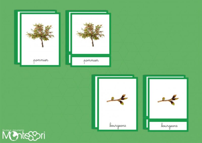 Images classifiées cycle pommier - image réelle