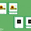 Images classifiées cycle tournesol - image réelle