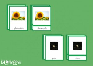 Images classifiées cycle tournesol - image réelle