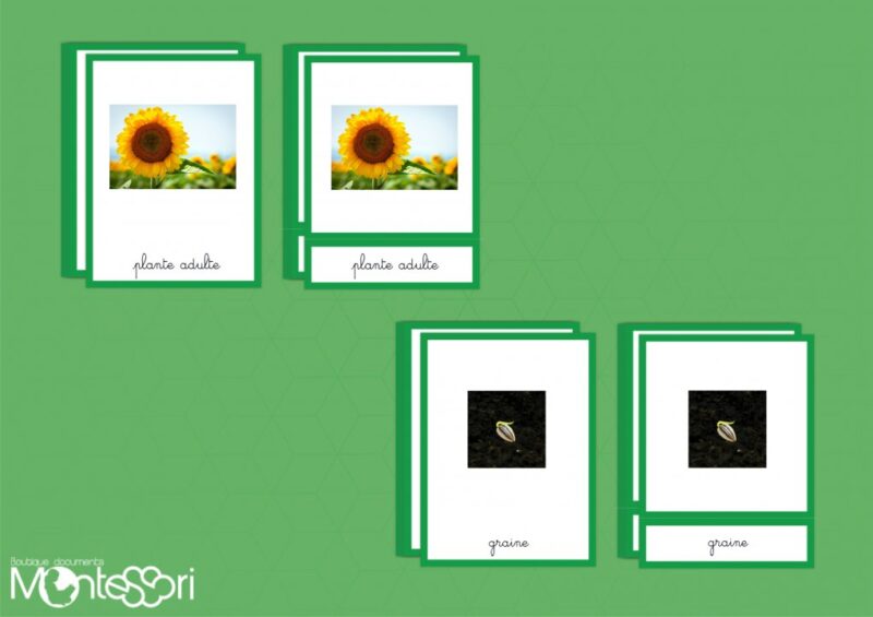 Images classifiées cycle tournesol - image réelle