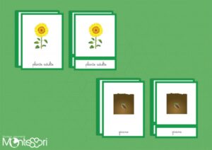 Images classifiées cycle tournesol - image vectorielle