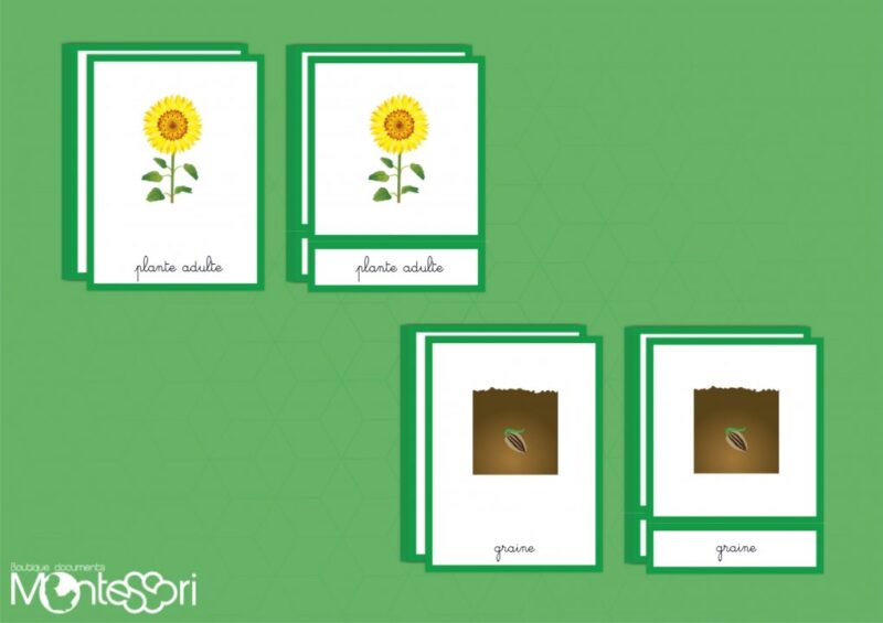 Images classifiées cycle tournesol - image vectorielle