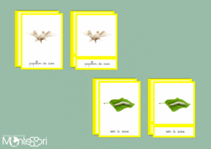 Images classifiées cycle papillon de soie - image réelle