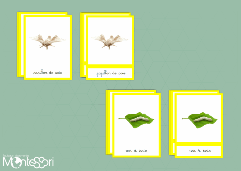 Images classifiées cycle papillon de soie - image réelle