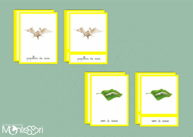 Images classifiées cycle papillon de soie - image vectorielle