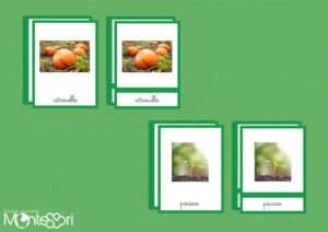 Images classifiées cycle de la citrouille - image réelle