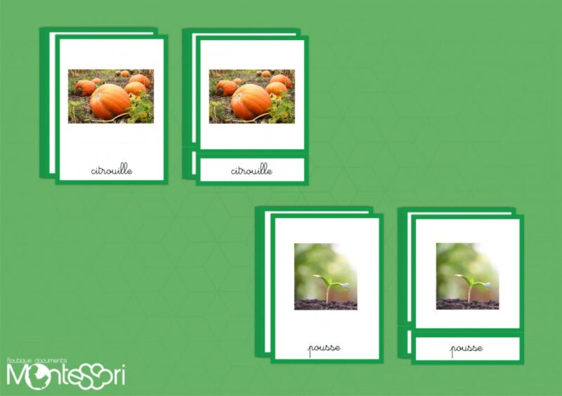 Images classifiées cycle de la citrouille - image réelle