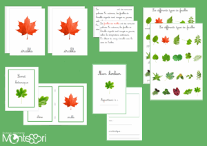 Nomenclature types de feuilles