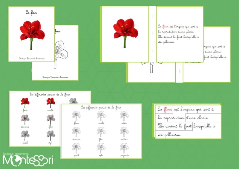 Livrets des définitions - fleur