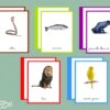 Classes animales