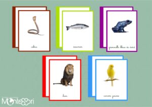 Classes animales