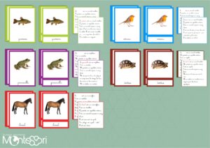 Différentes parties du corps d’un animal