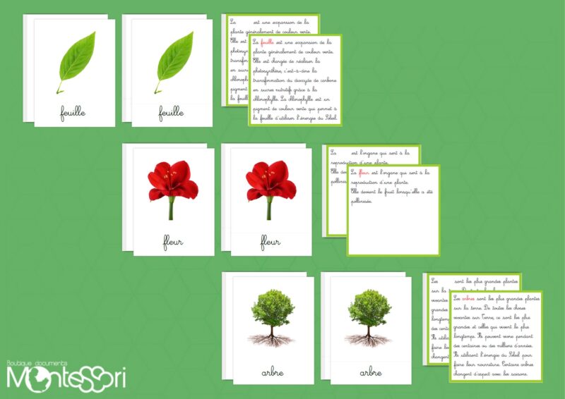 Différentes parties de la feuille, fleur & arbre