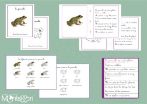 Livret des définitions - La grenouille