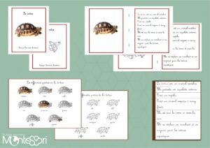 Livret des définitions - La tortue