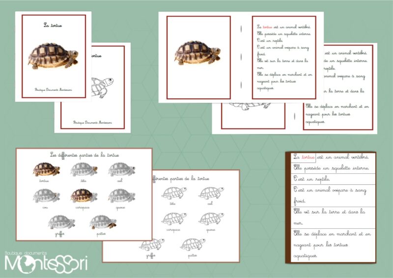 Livret des définitions - La tortue