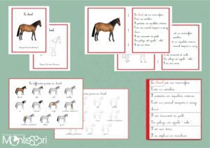 Livret des définitions - Le cheval