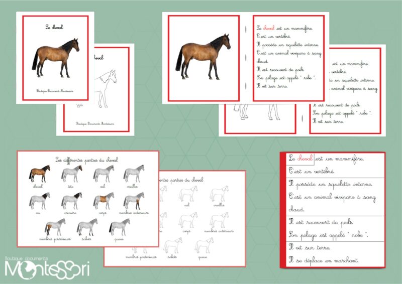 Livret des définitions - Le cheval