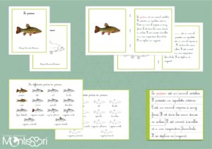 Livret des définitions - Le poisson