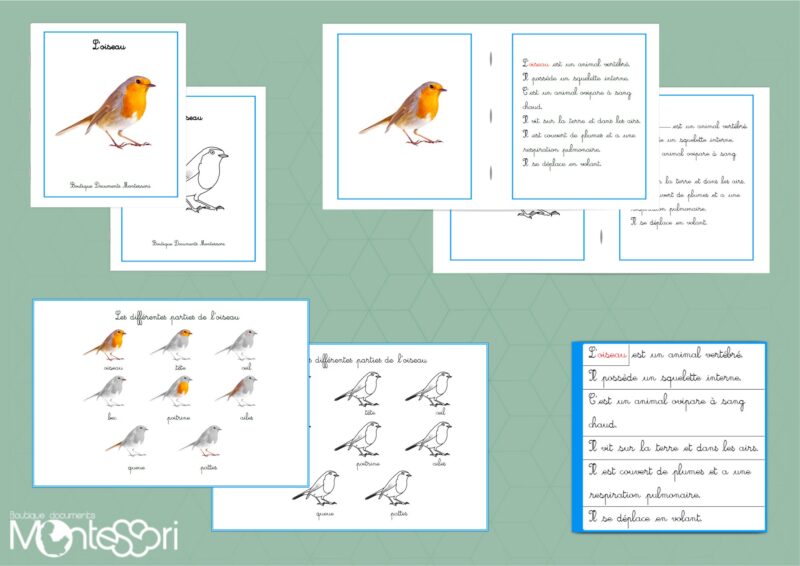 Livret des définitions - L'oiseau