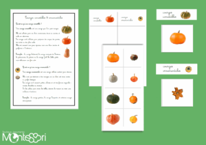 Courges comestibles & ornementales