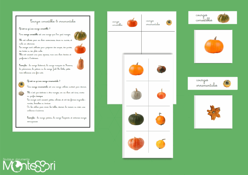 Courges comestibles & ornementales