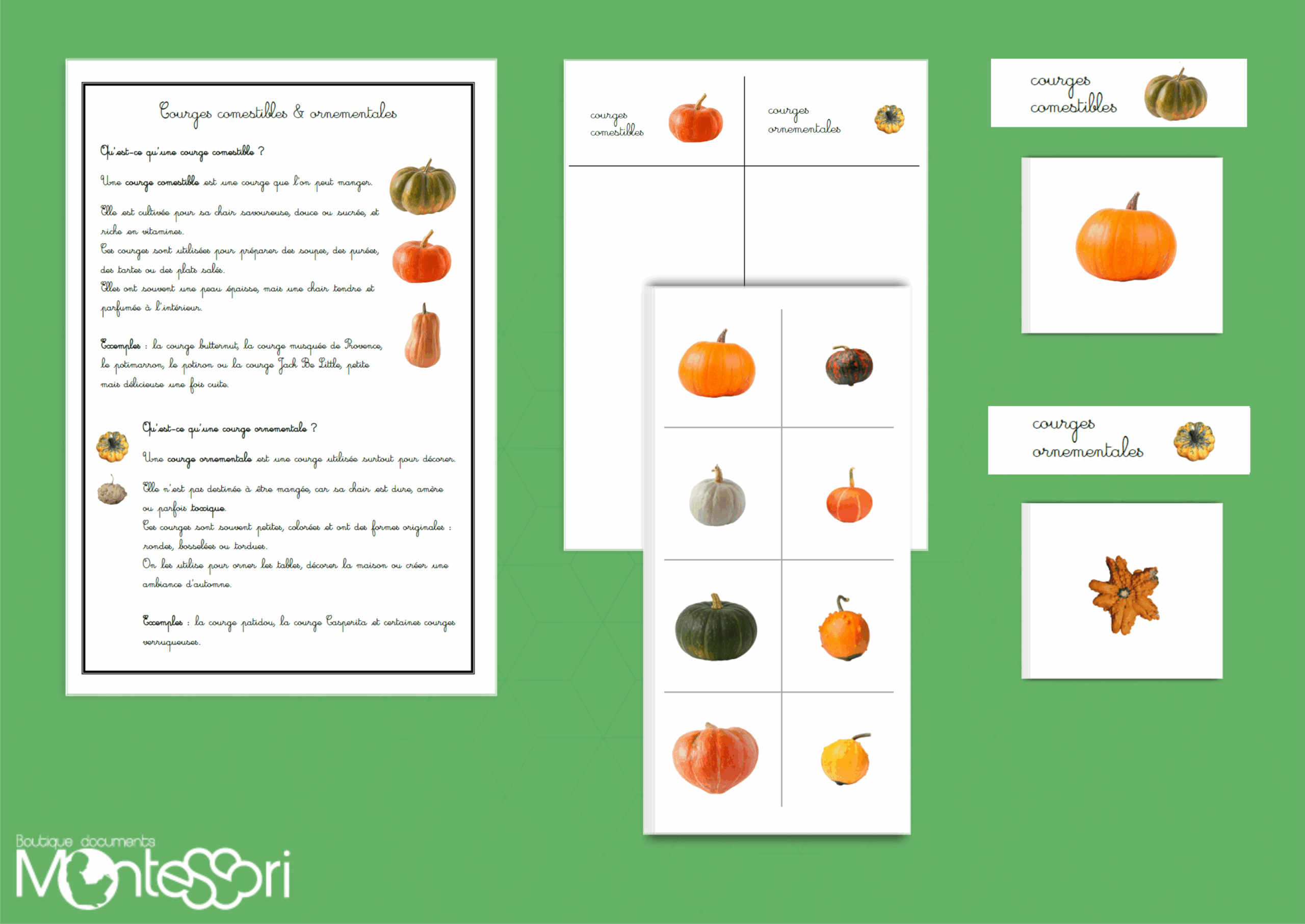 Courges comestibles & ornementales