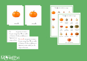 Les différentes variétés de courges